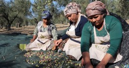 Kuzey Ege’de zeytin için erken hasat telaşı başladı