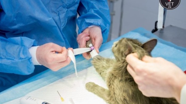 Kedi Kısırlaştırma Hizmeti ve Fiyatları 2024